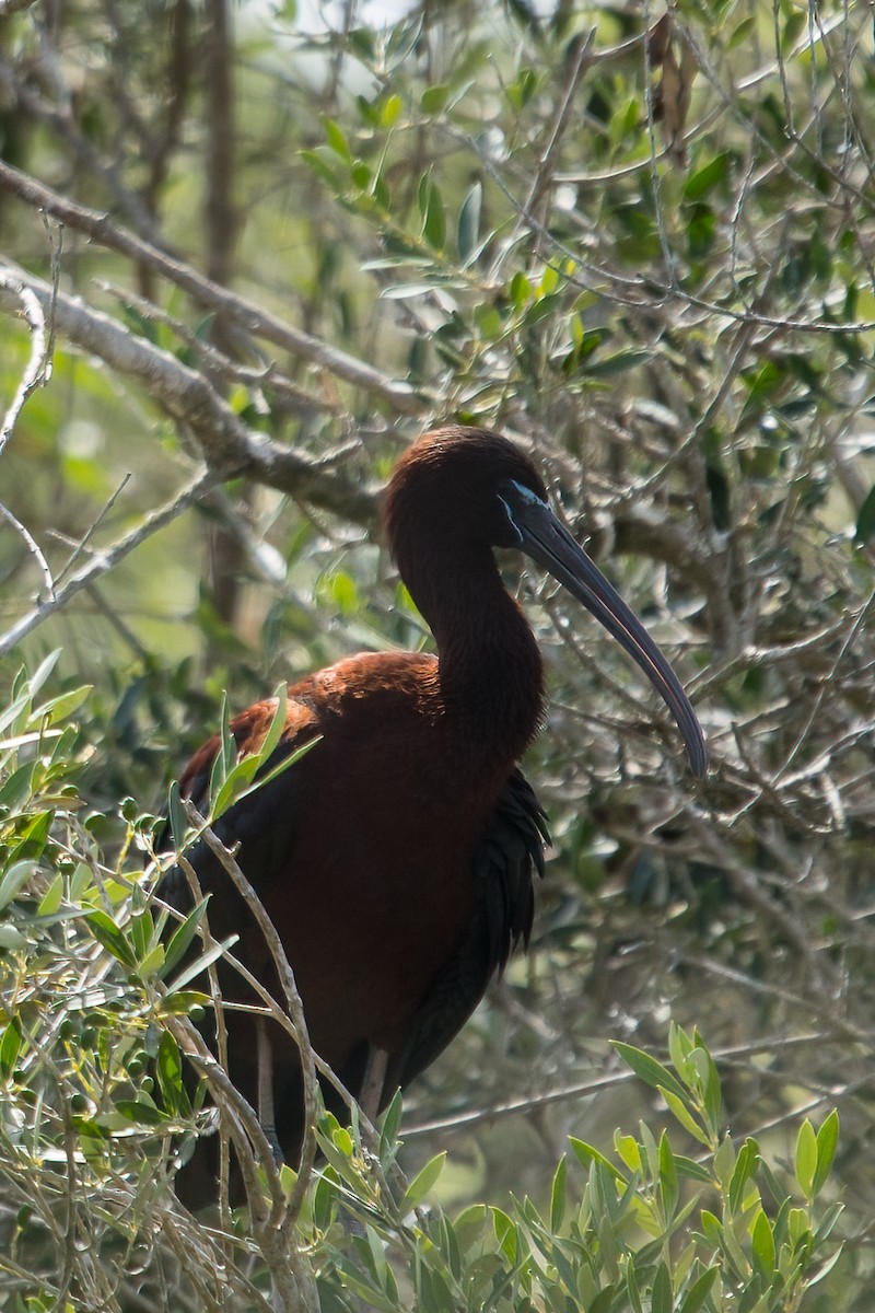 Glossy Ibis - Roland Pfeiffer