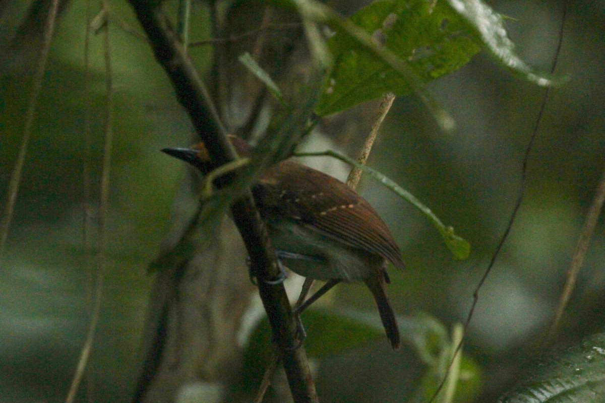 White-browed Antbird - ML462115291