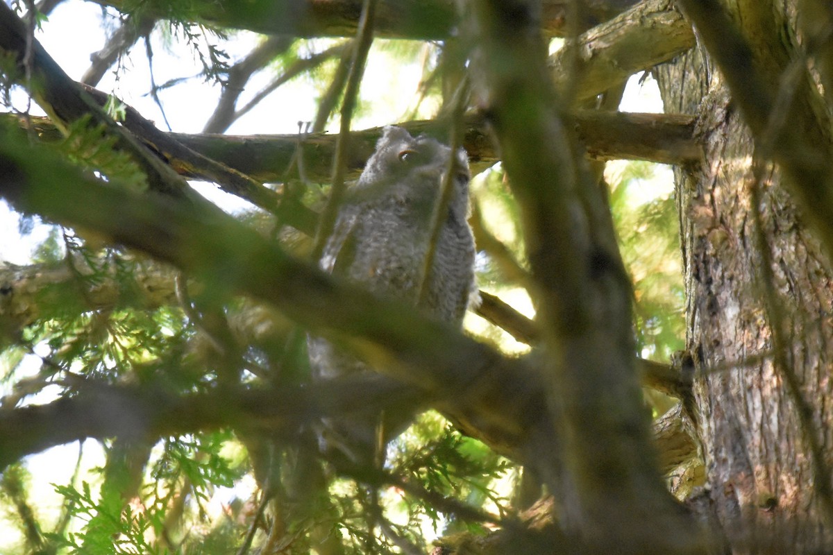 Eastern Screech-Owl - ML462115301