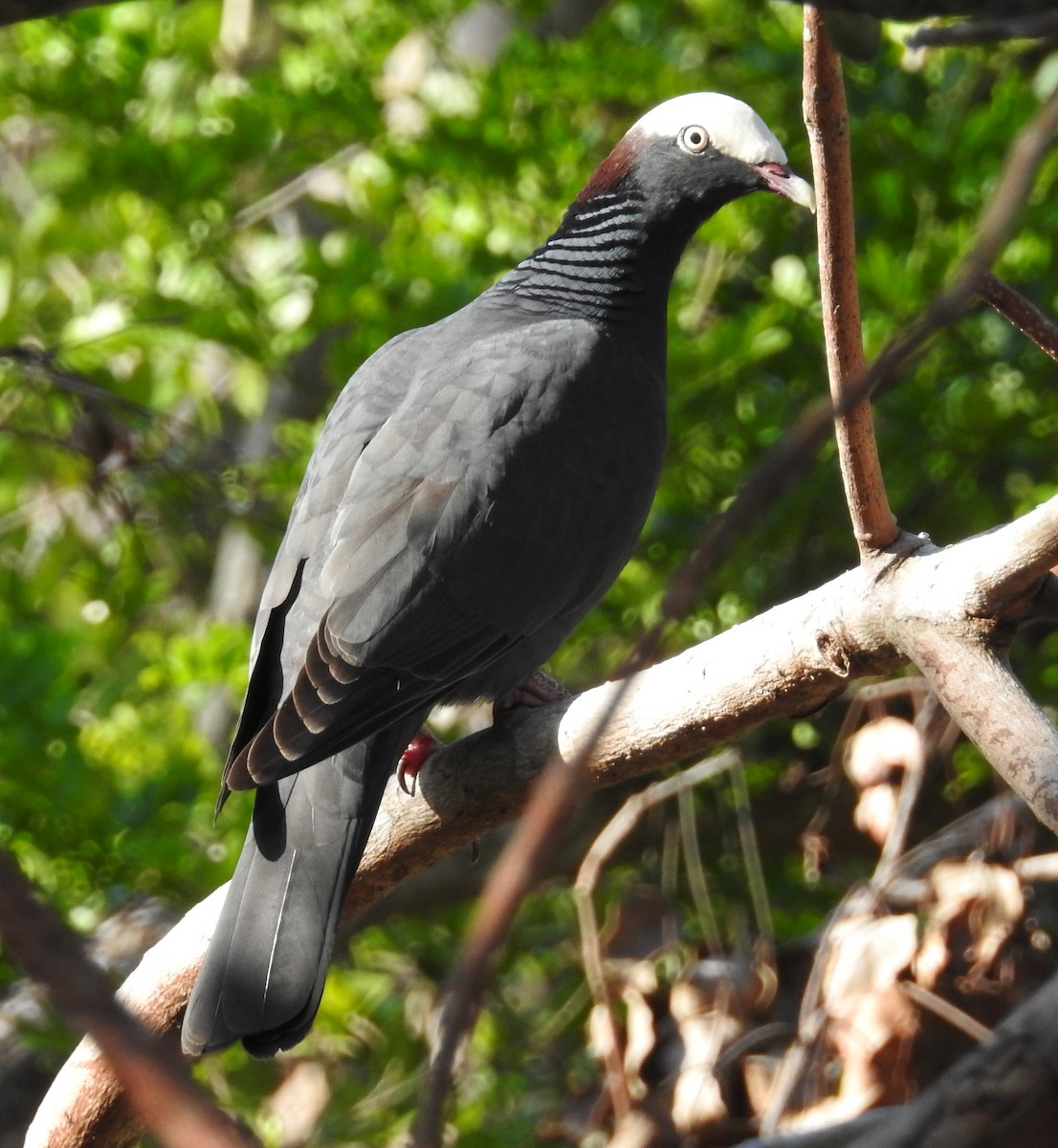 White-crowned Pigeon - Erika Gates