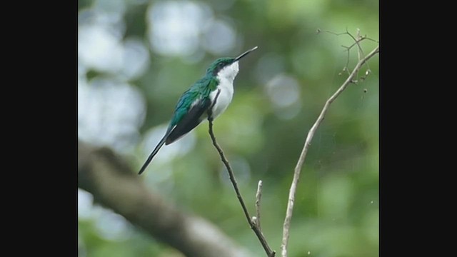 Grünstirn-Schmuckkolibri - ML462117401