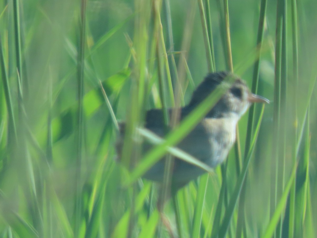 Sedge Wren - ML462121181