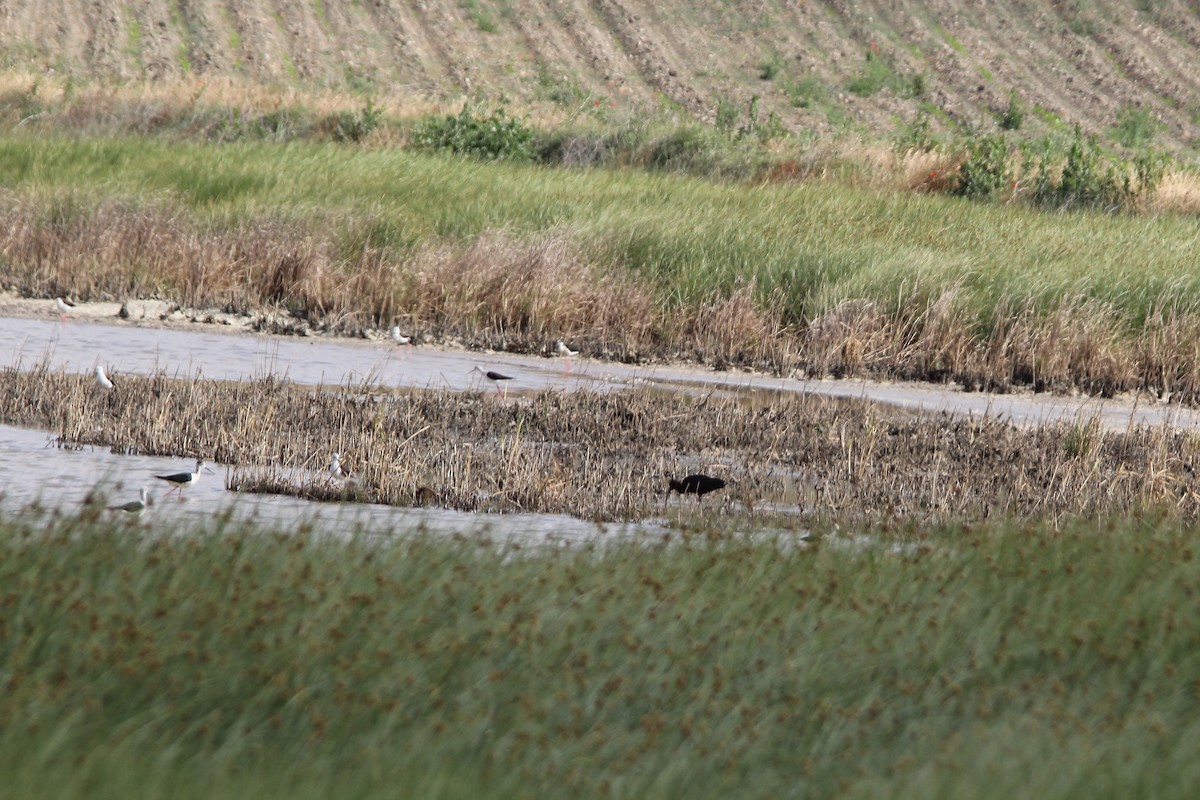 Glossy Ibis - ML462121271