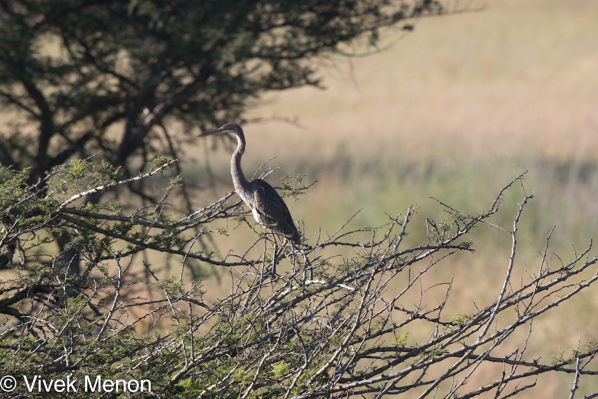 Purple Heron - Vivek Menon