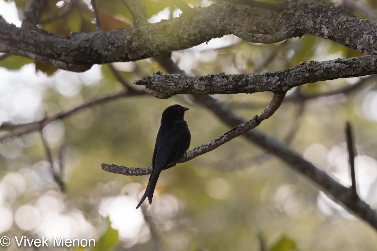 Fork-tailed Drongo - Vivek Menon