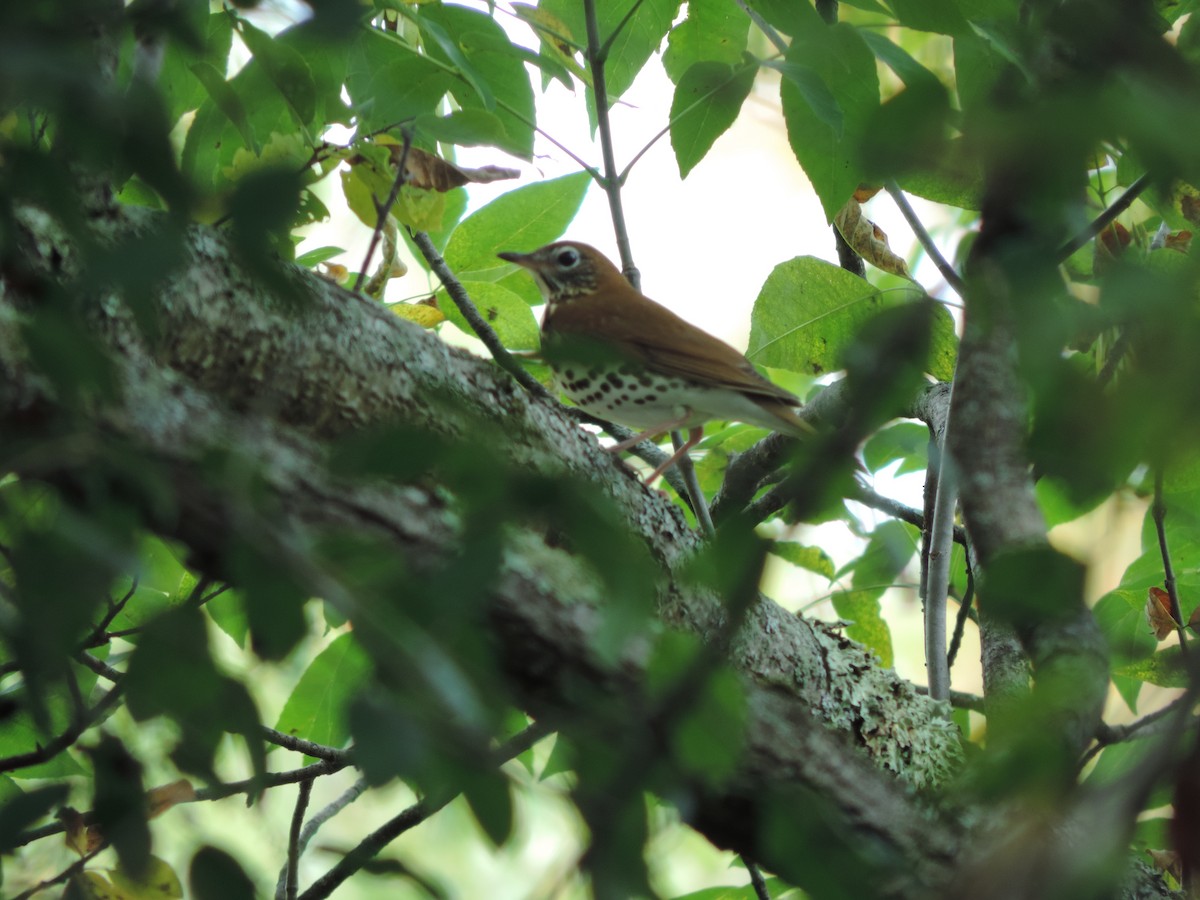 Wood Thrush - ML46212401