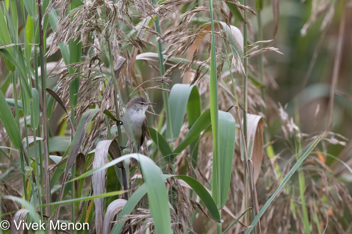 Lesser Swamp Warbler - ML462125021