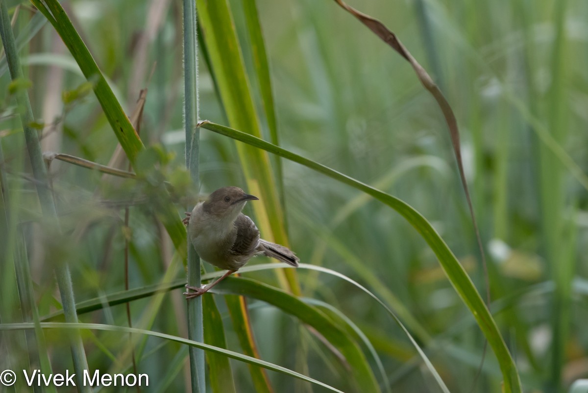 Red-faced Cisticola - ML462125261