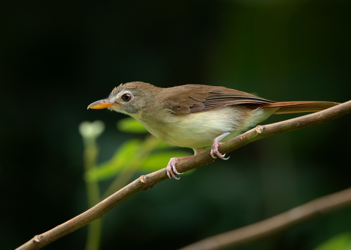 Moustached Babbler - Ayuwat Jearwattanakanok