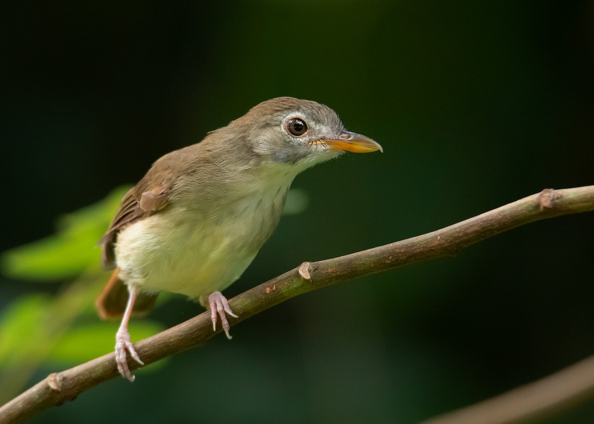 Moustached Babbler - Ayuwat Jearwattanakanok