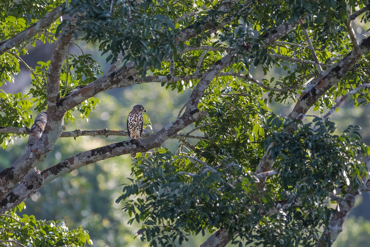 Congo Serpent-Eagle - ML462128621