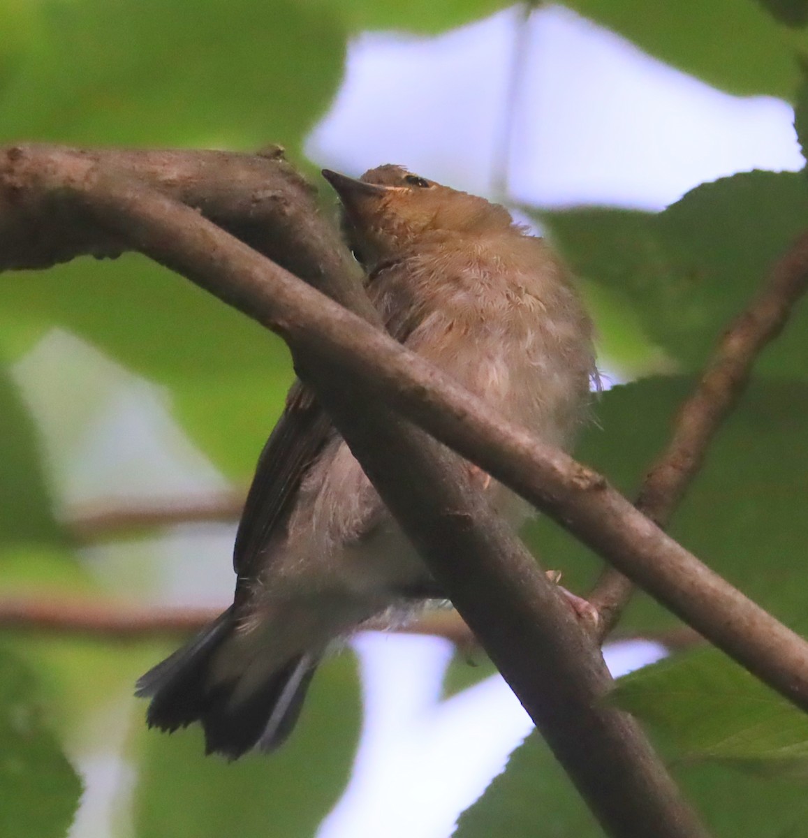 Prothonotary Warbler - ML462128901