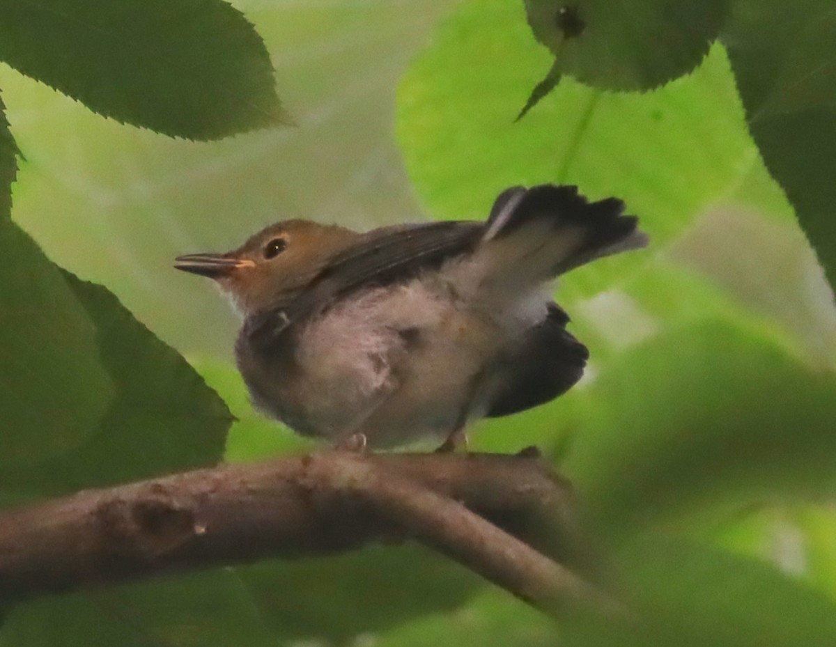 Prothonotary Warbler - ML462128911