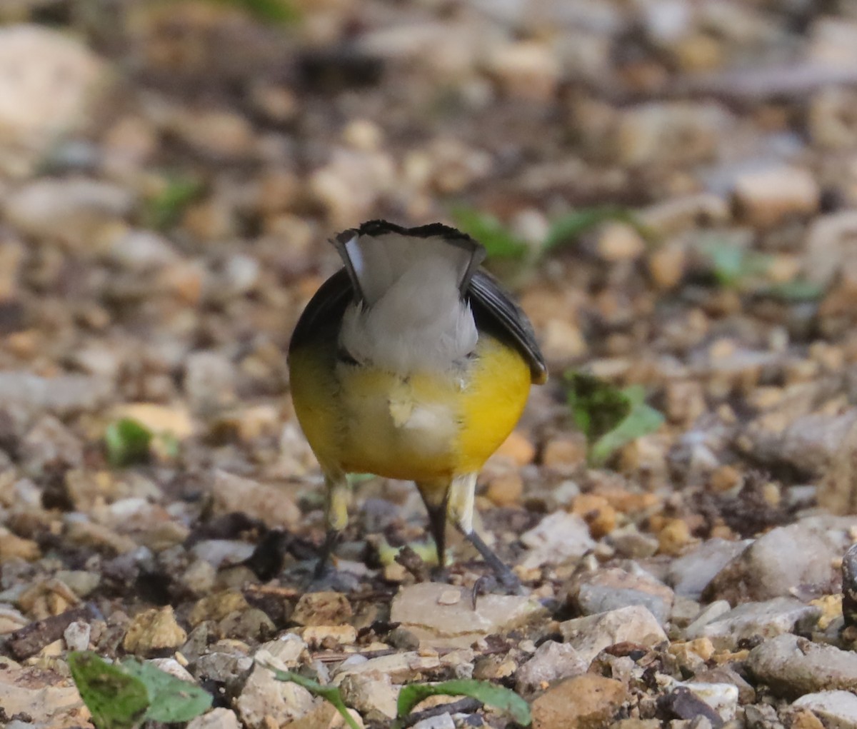 Prothonotary Warbler - ML462128931