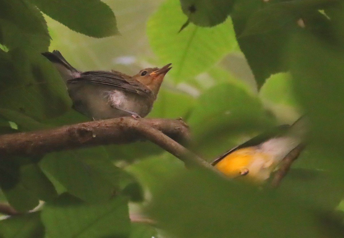 Prothonotary Warbler - ML462128971