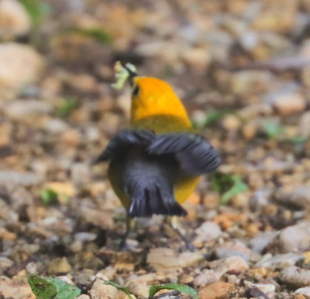 Prothonotary Warbler - ML462128981