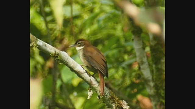 Dusky-cheeked Foliage-gleaner - ML462129451