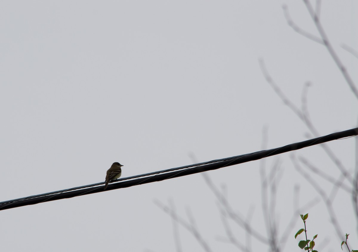 Alder Flycatcher - Julien Savoie