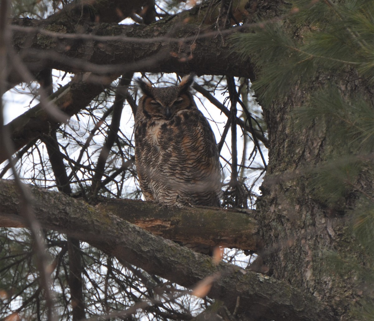 Great Horned Owl - Jay Watson