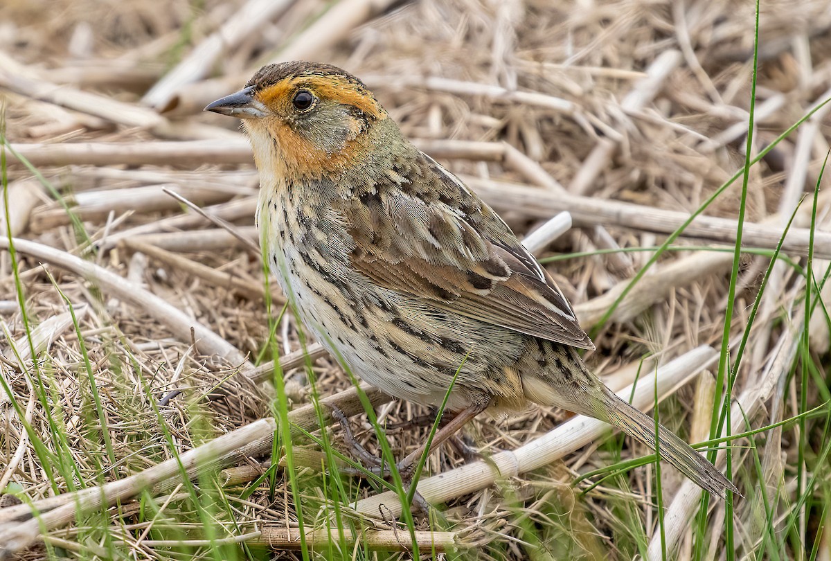 Bruant à queue aiguë - ML462133511