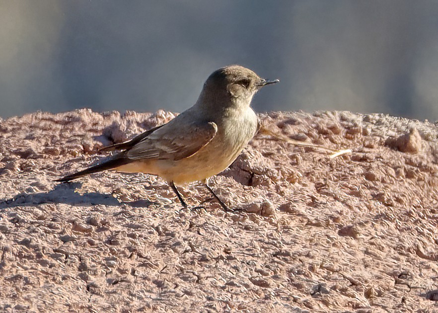 Say's Phoebe - ML462133731