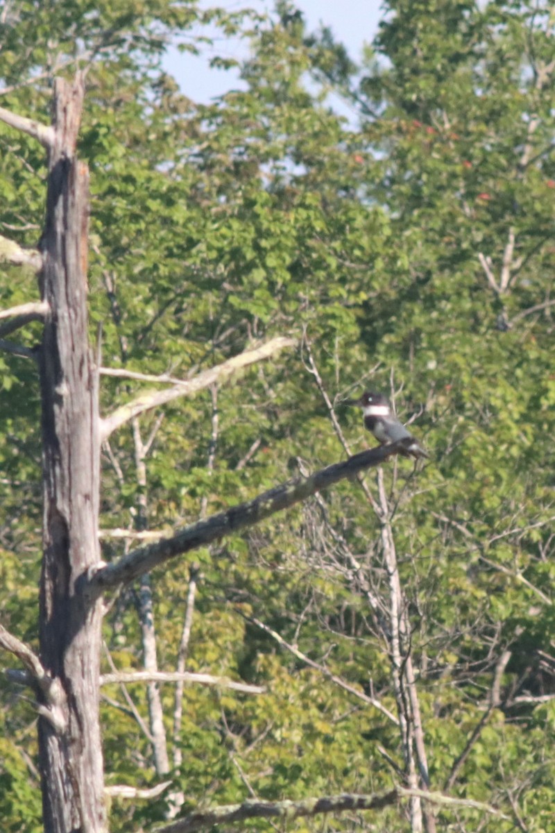 Belted Kingfisher - ML462134031