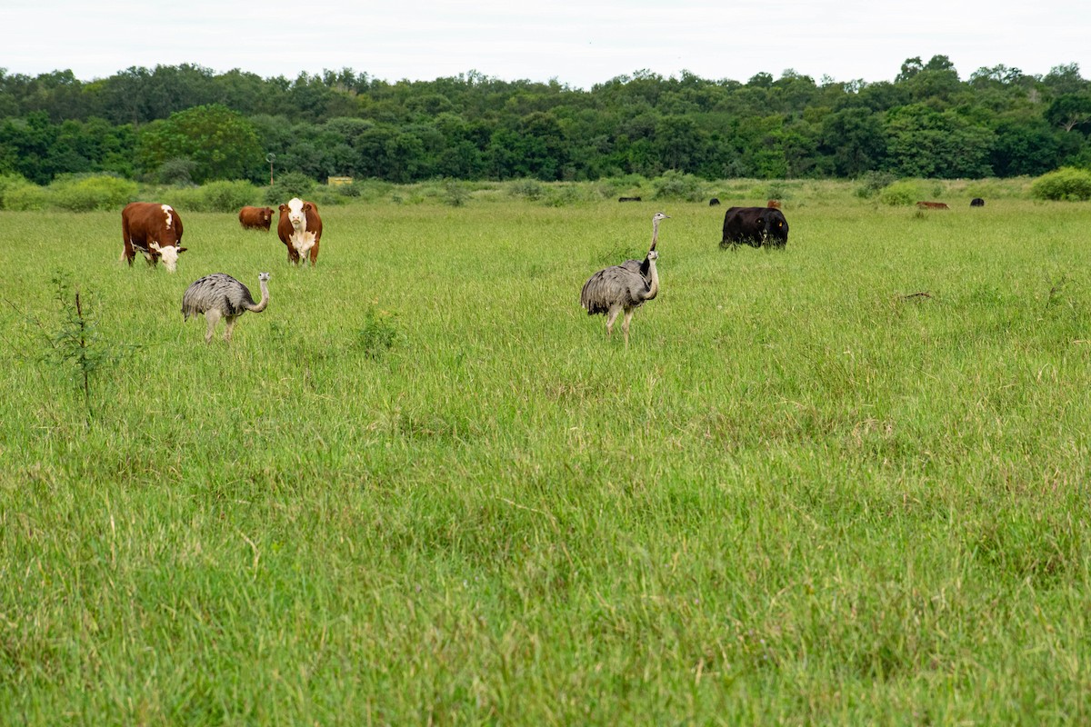 Nandou d'Amérique - ML462134451