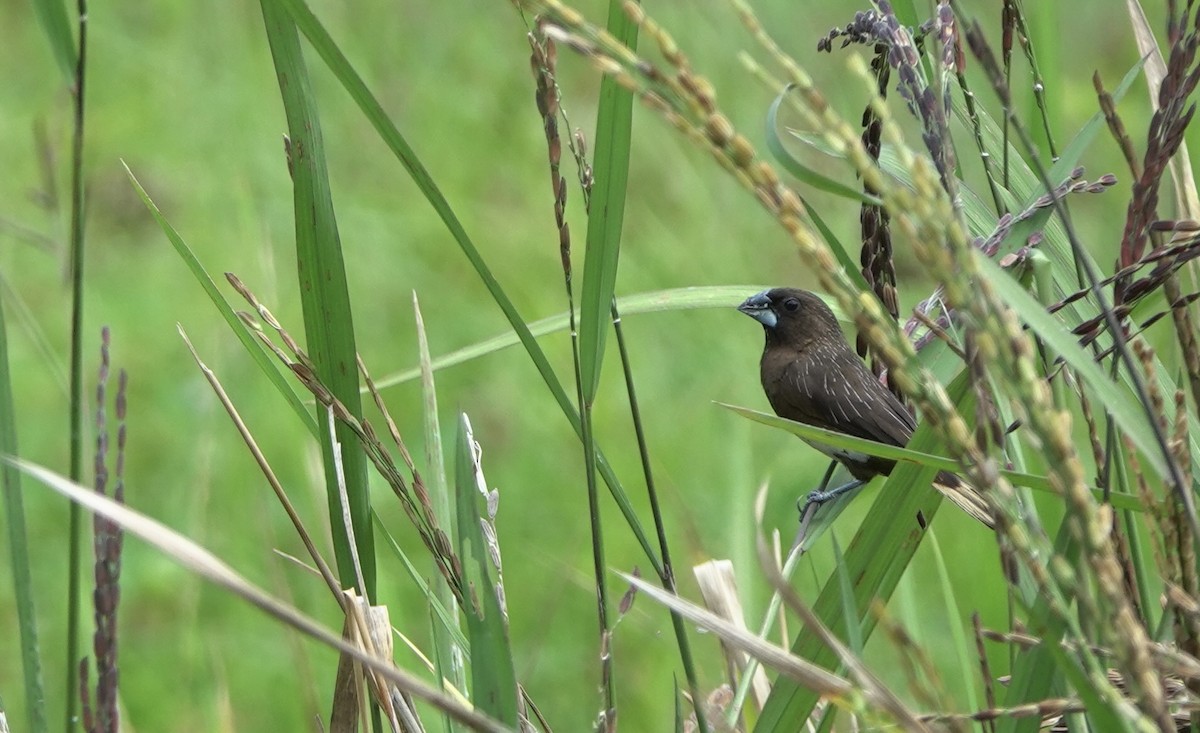 White-bellied Munia - Martin Kennewell