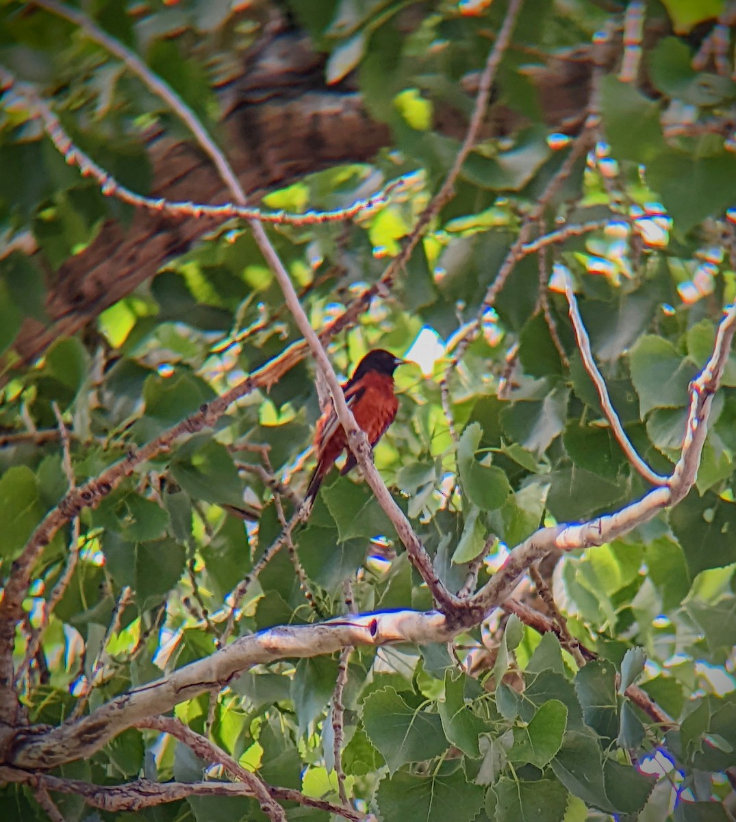 Orchard Oriole - ML462135241