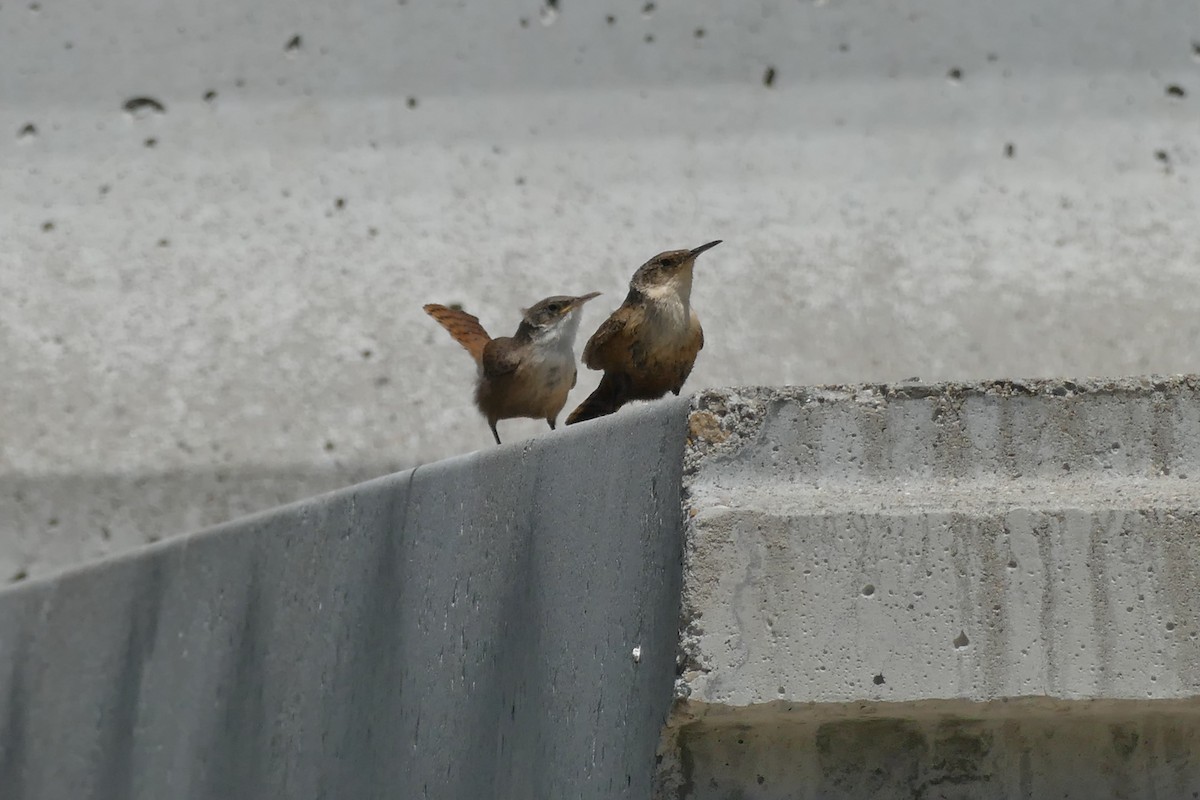 Canyon Wren - ML462135421
