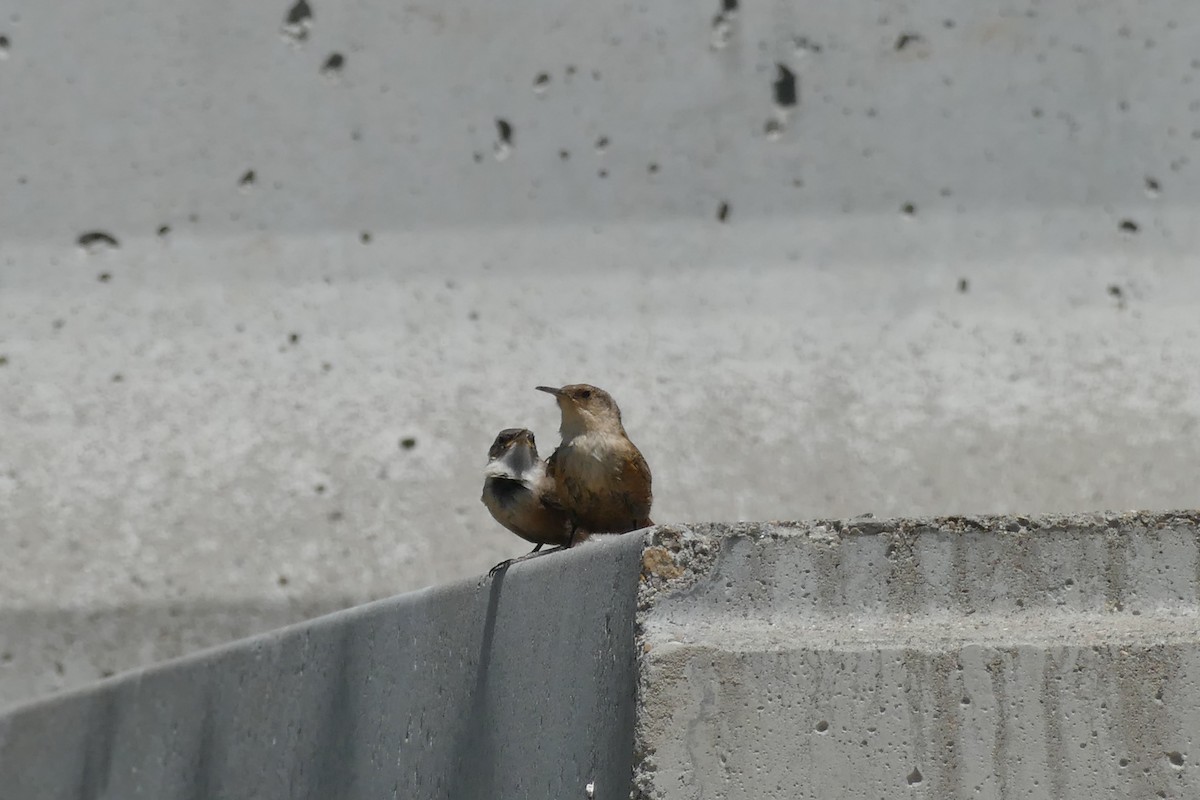 Canyon Wren - ML462135781