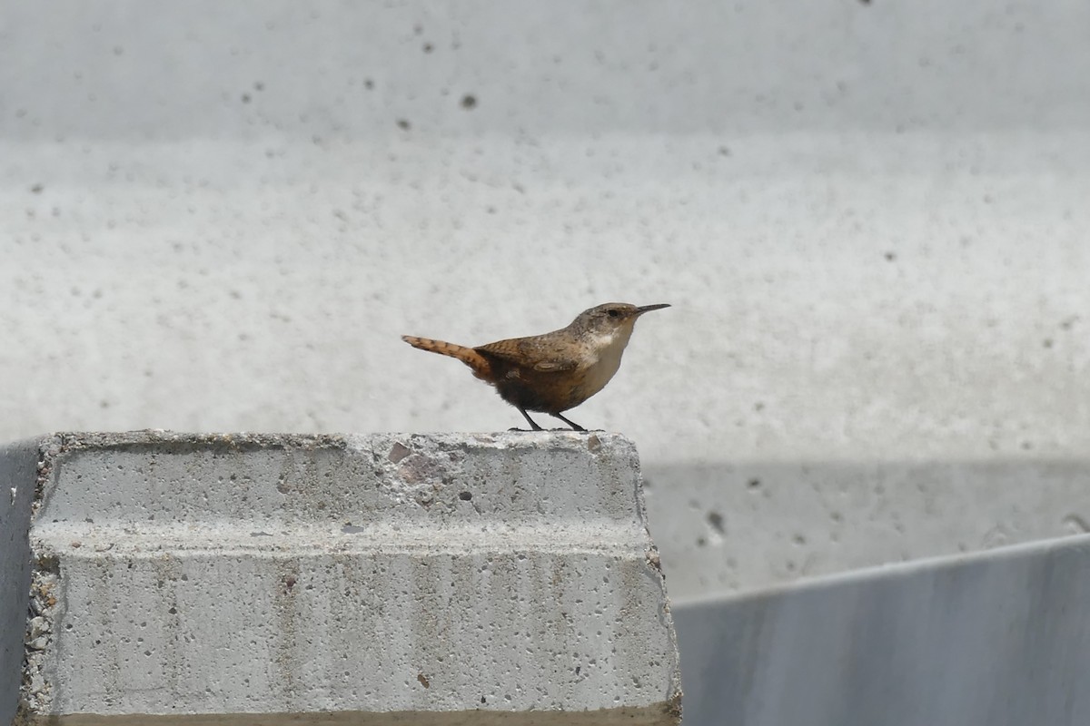 Canyon Wren - ML462136481