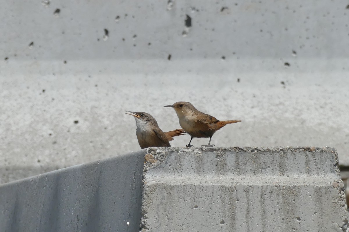 Canyon Wren - ML462136981