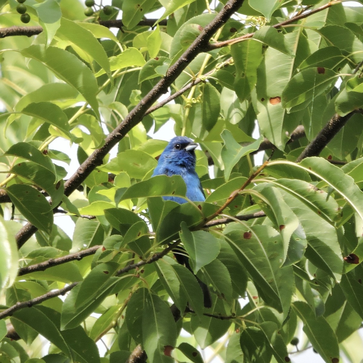 Indigo Bunting - Walter Shook