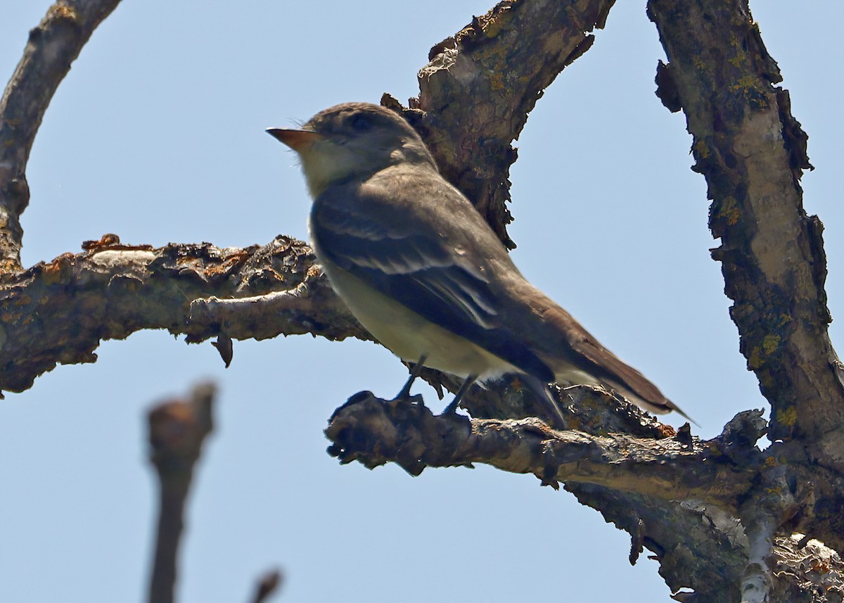 Western Wood-Pewee - ML462138621