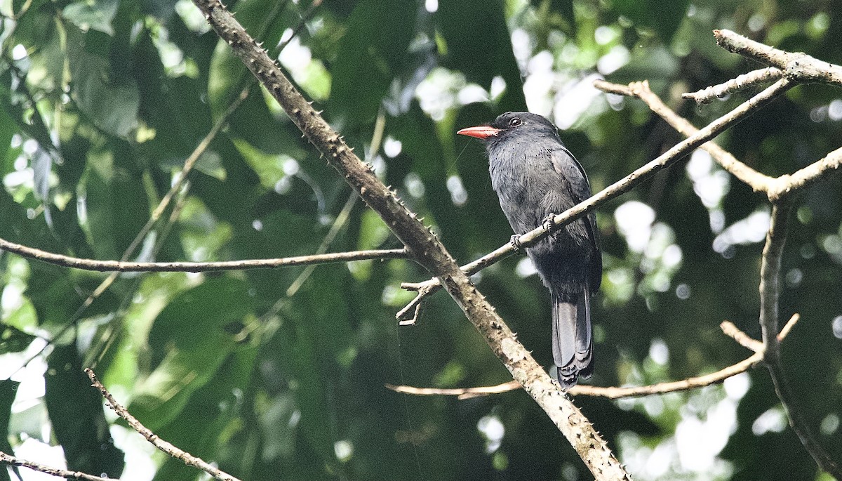 Black-fronted Nunbird - ML462138751