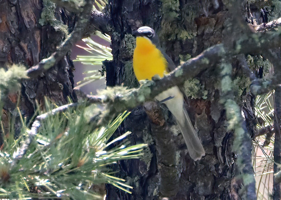 Yellow-breasted Chat - Gary and Jan Small