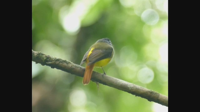 Ornate Flycatcher - ML462139041