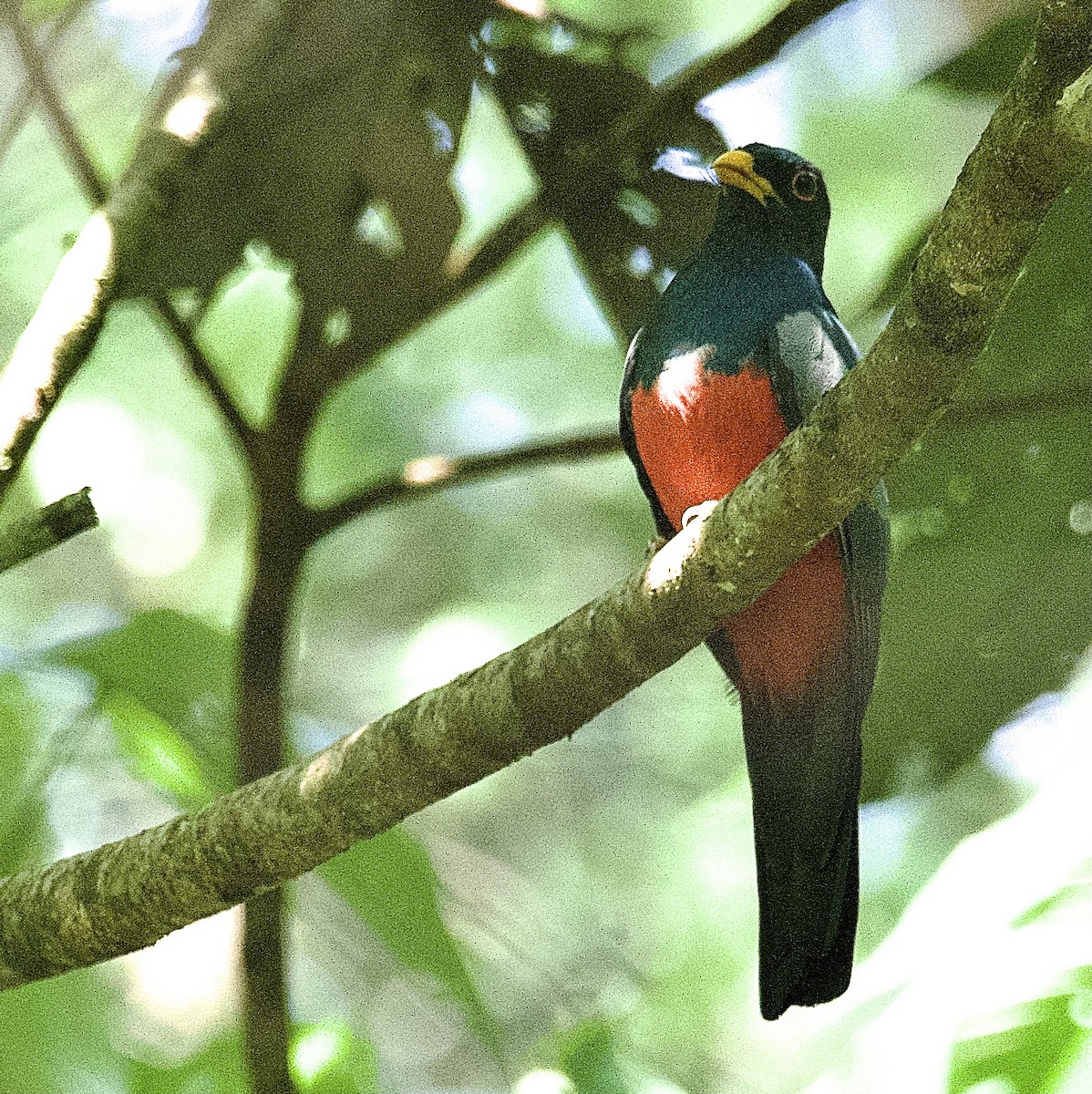 Schwarzschwanztrogon - ML462139121