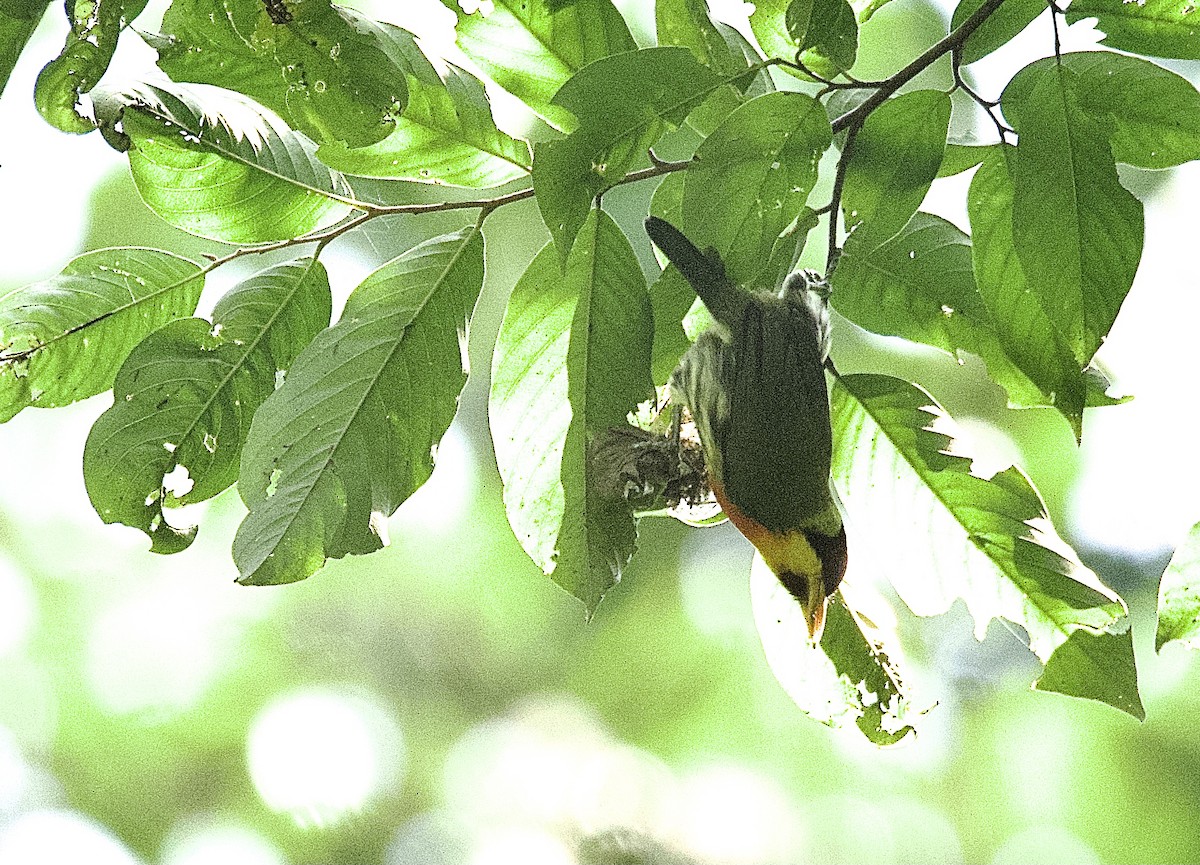 Cabezón Pechiamarillo (aurantiicollis/purusianus) - ML462139291