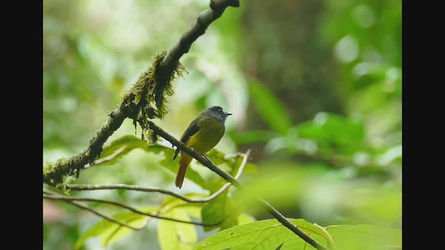 Ornate Flycatcher - ML462139501