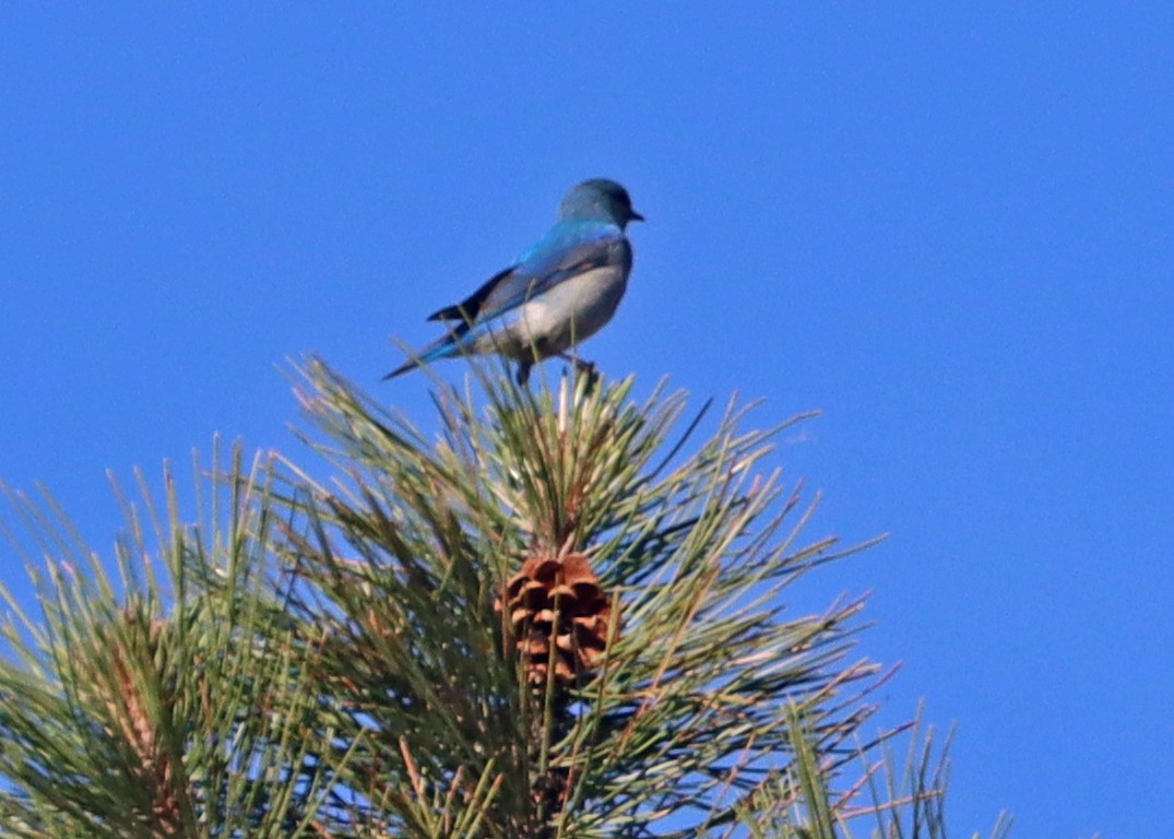 Mountain Bluebird - ML462139981