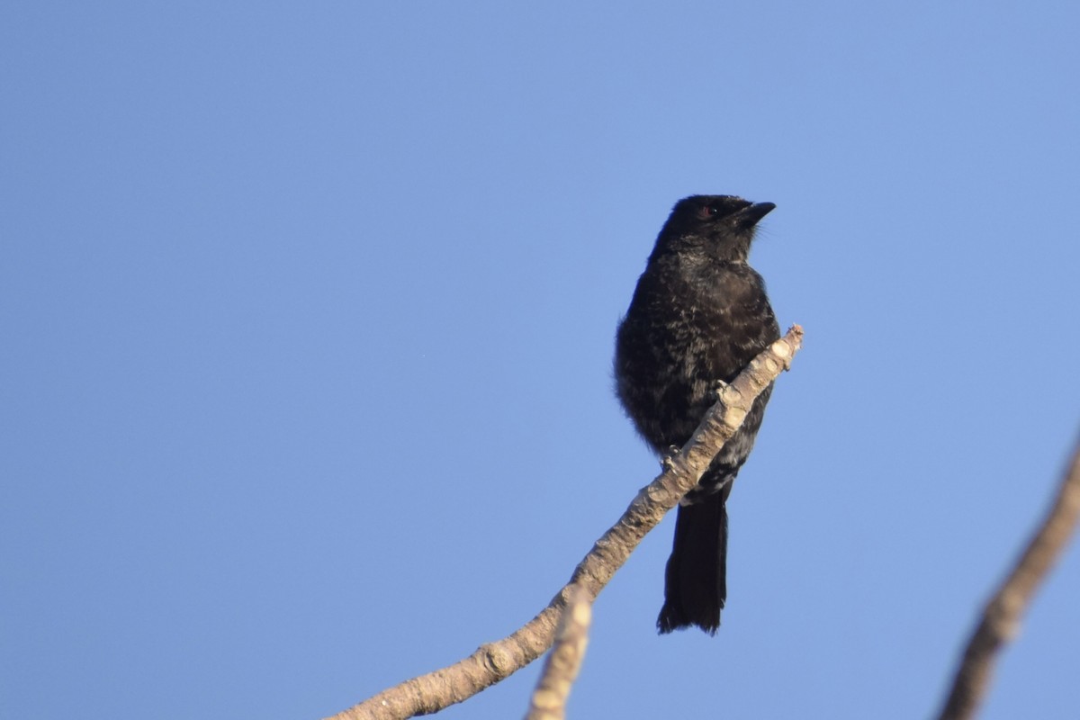 Fork-tailed Drongo - ML462140291