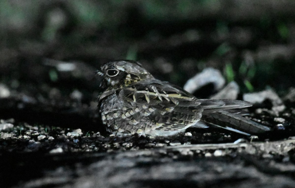 lelek džunglový - ML462141181