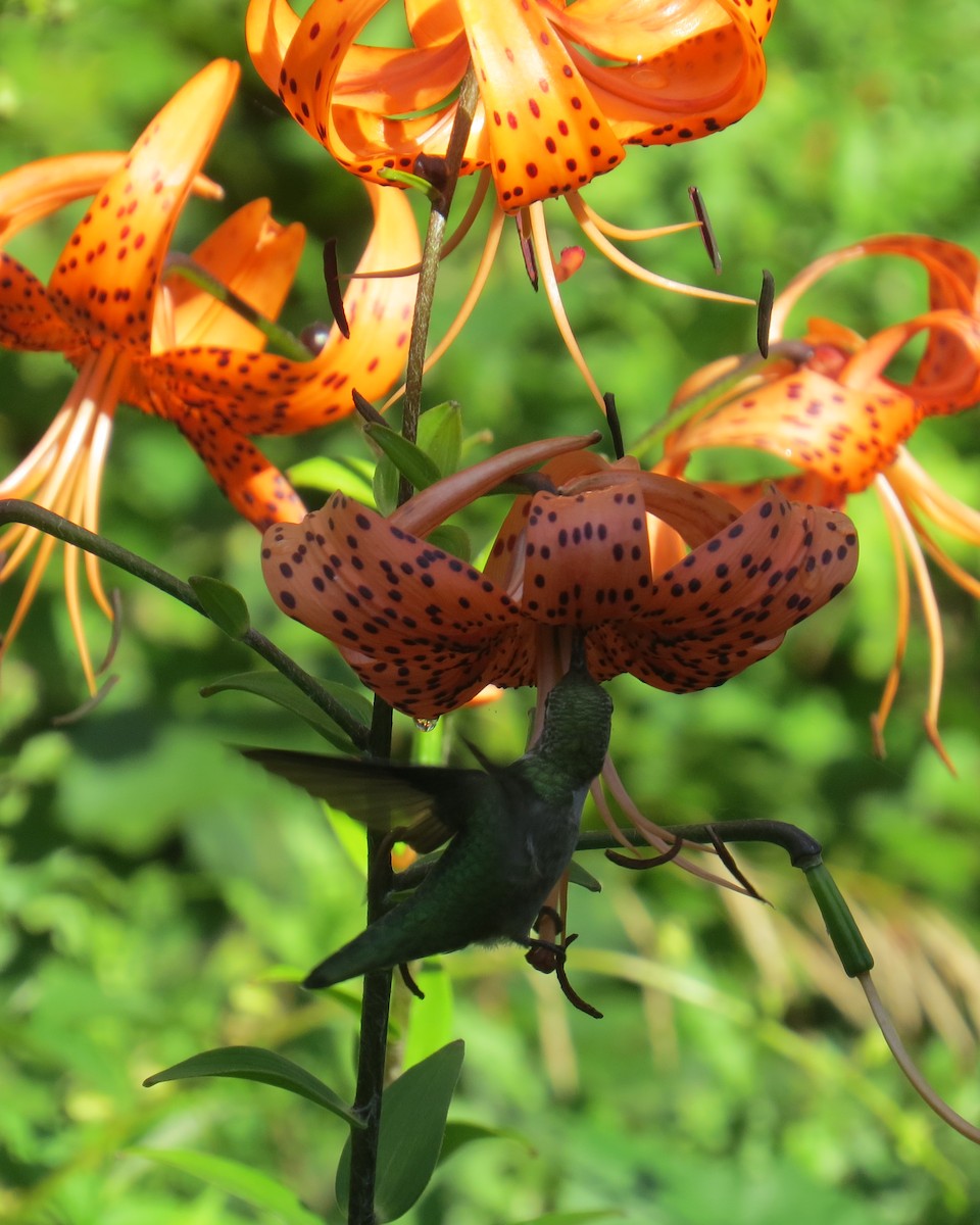 Ruby-throated Hummingbird - ML46214251