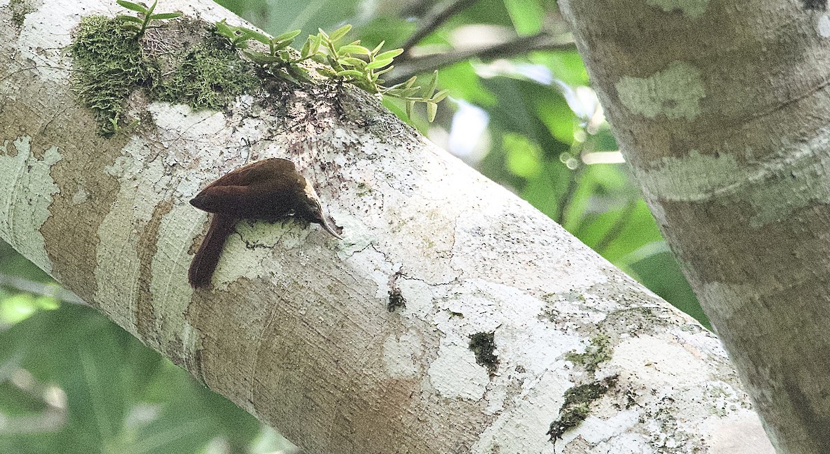 Plain-brown Woodcreeper - ML462142851