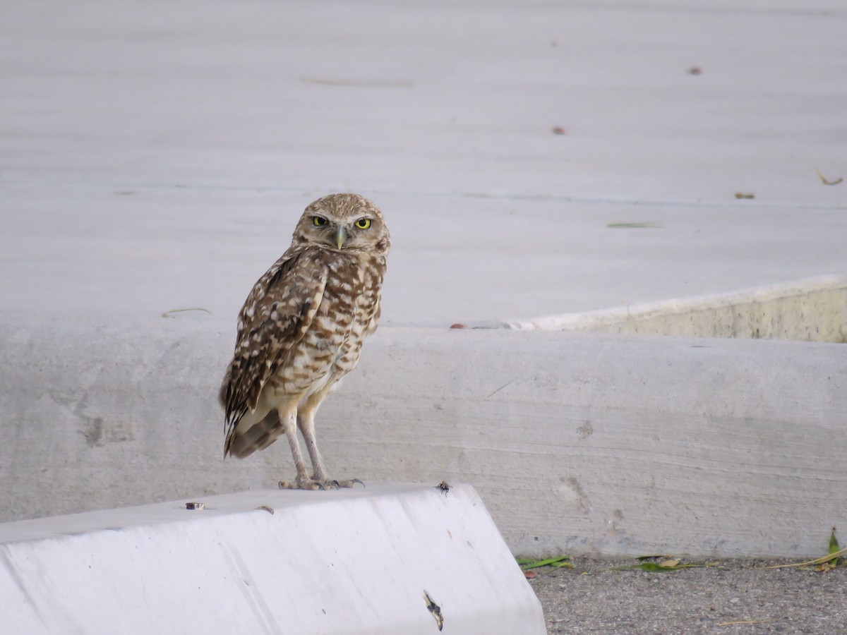 Burrowing Owl - Dave Read