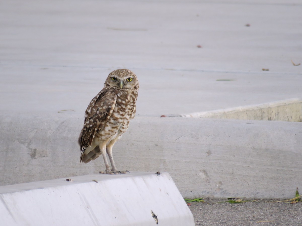 Burrowing Owl - ML462145141