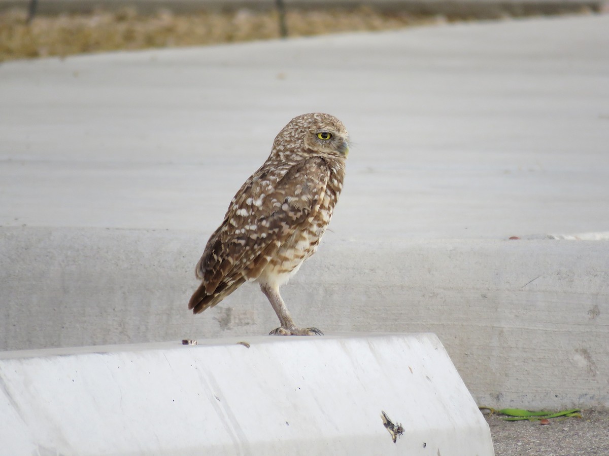 Burrowing Owl - Dave Read