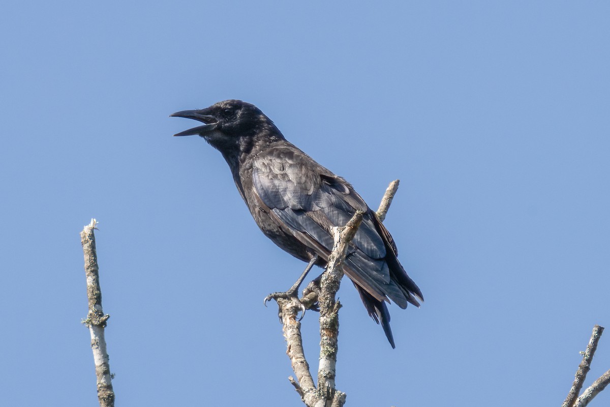 American Crow - ML462146031